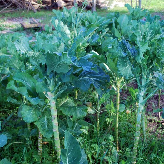 Brassica oleracea costata